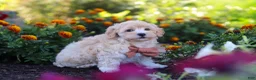 Havapoo dogs for sale: Benji - Ad 5