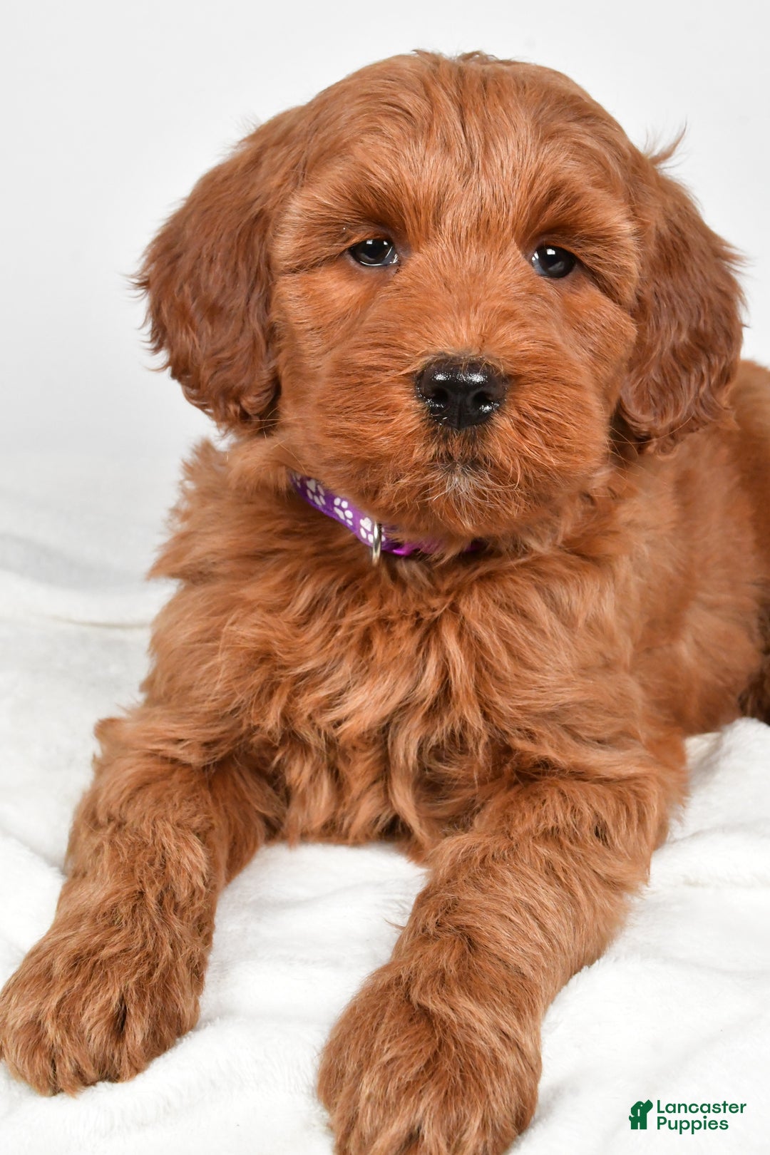 Goldendoodle dogs for sale: Patty-medium size  - Ad 6