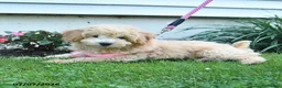 Bichpoo dogs for sale: Jade - Ad 2