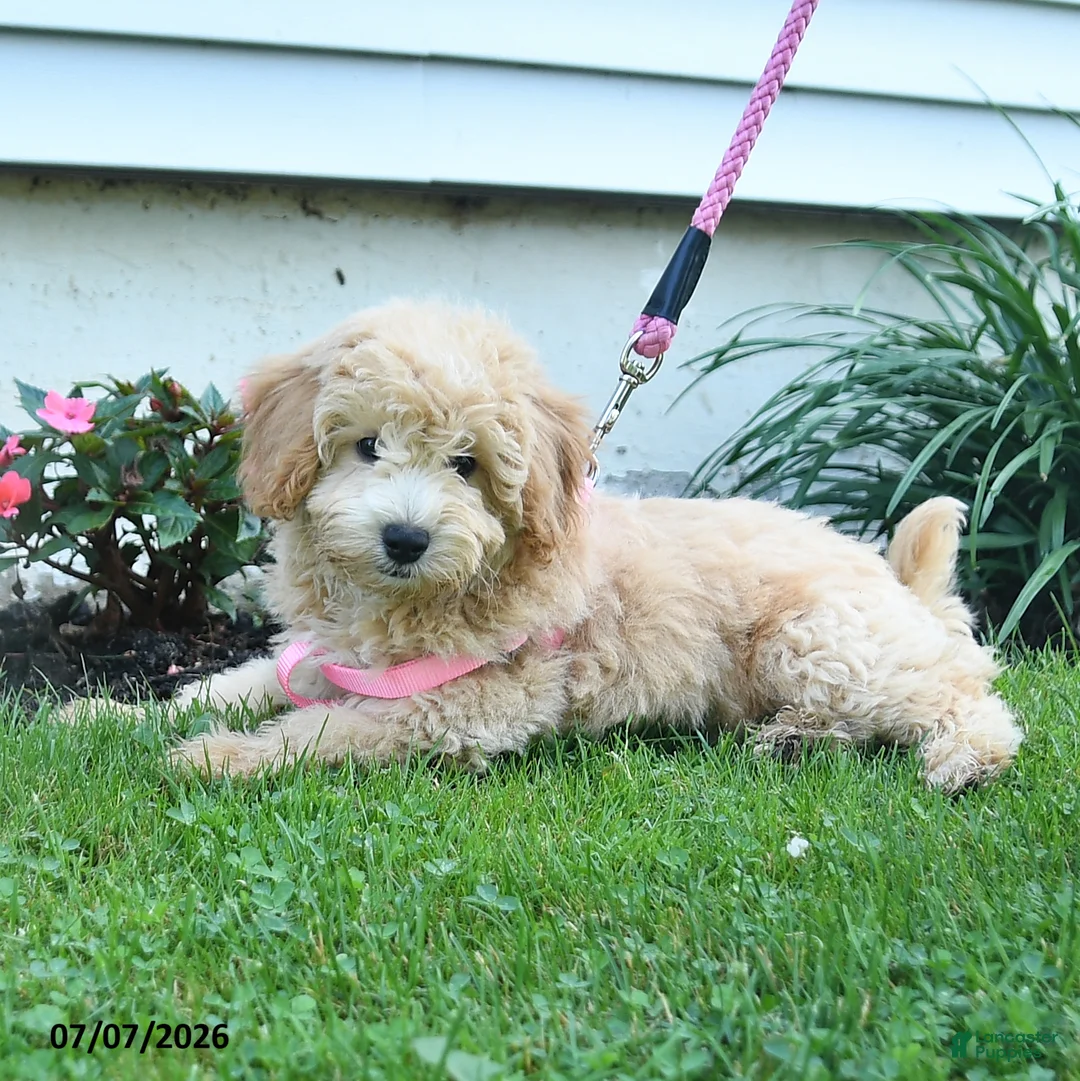 Bichpoo dogs for sale: Jade - Ad 2