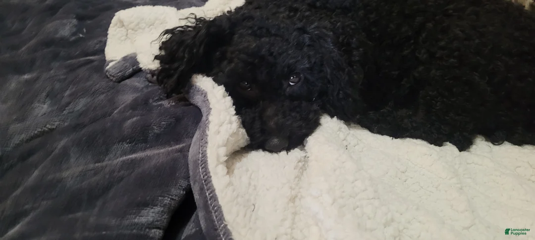 Toy Poodle dogs for sale: Toy Poodle Puppy 1 - Ad 2