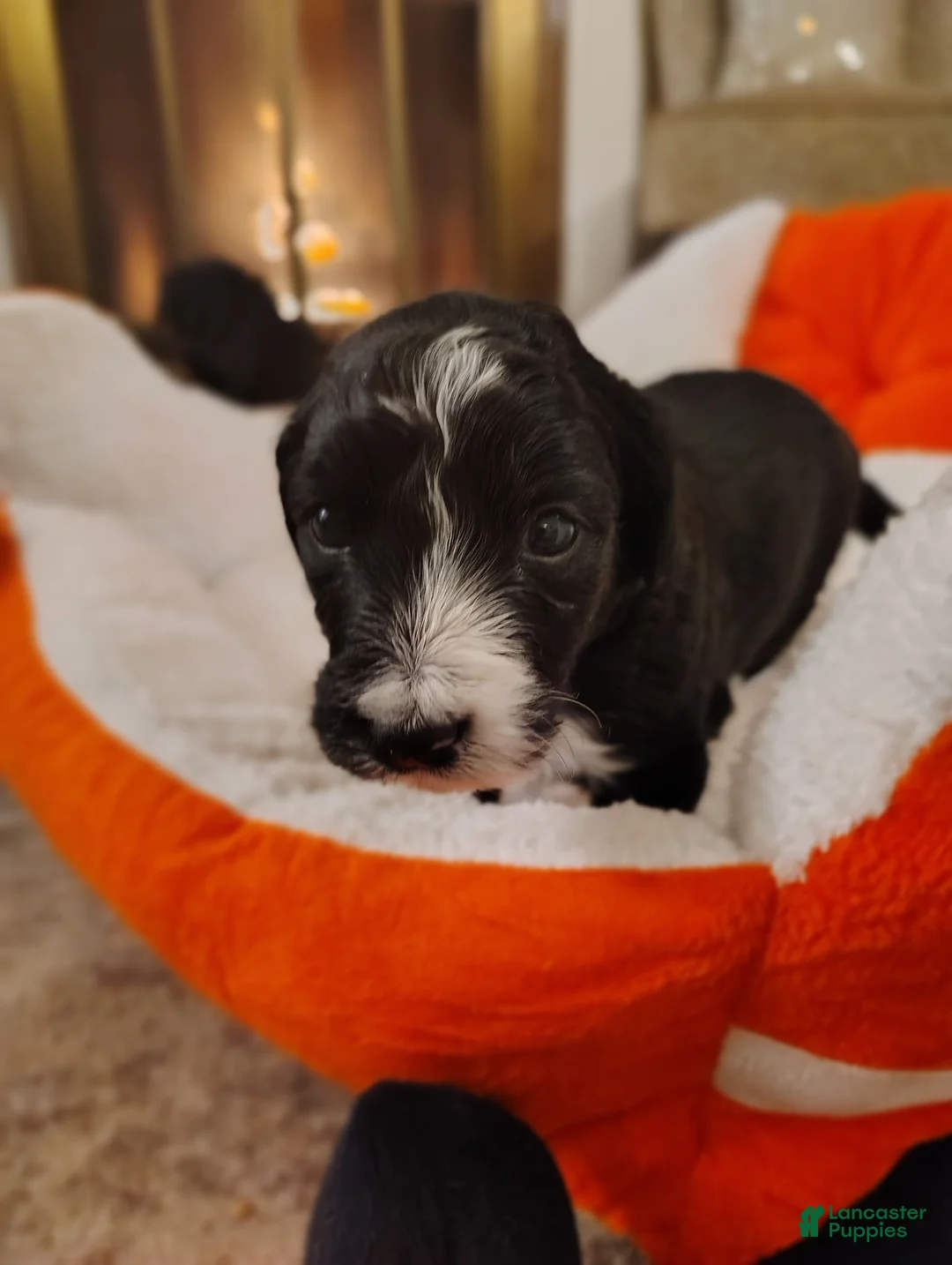 Aussiedoodle dogs for sale: Bo - Ad 5