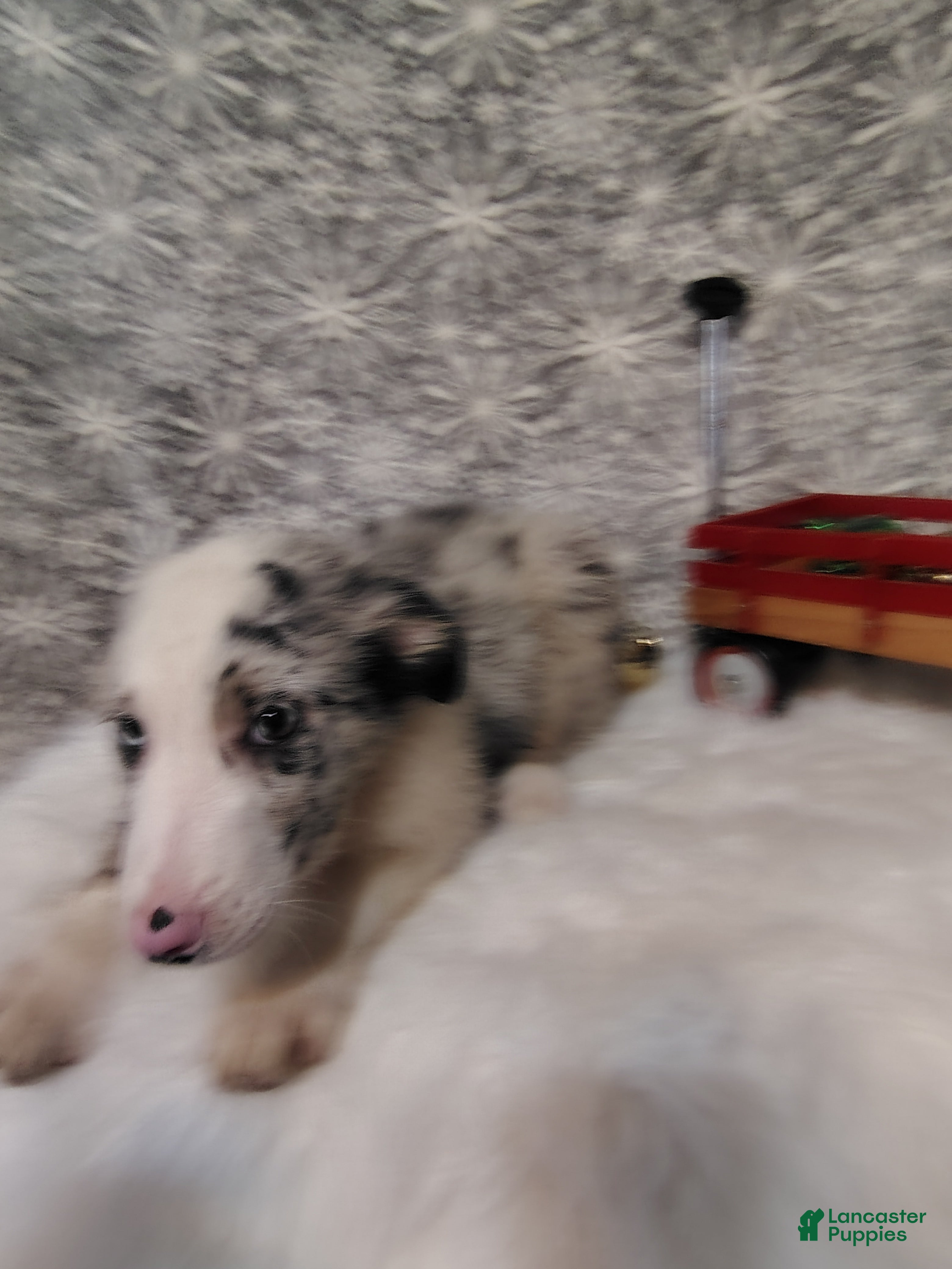 Australian Shepherd dogs Muffin - Ad 15