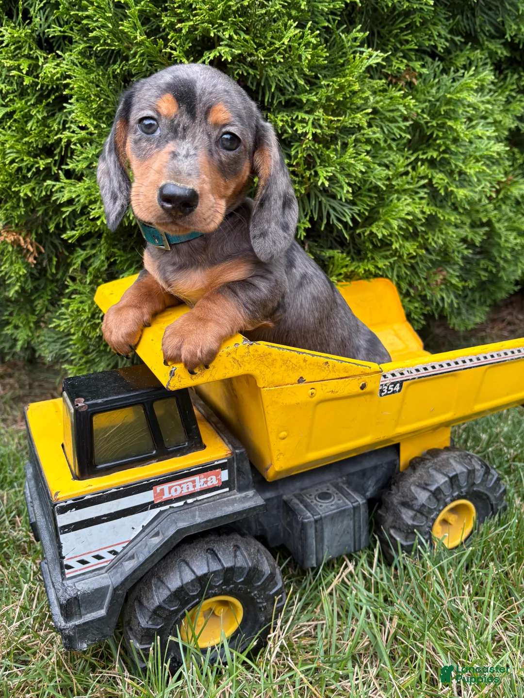 Dachshund dogs for sale: Sullivan - Ad 1