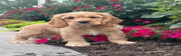 Cocker Spaniel dogs for sale: Chester - Ad 3