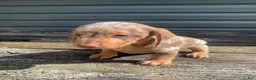 Miniature Dachshund dogs for sale: Dolly - Ad 5