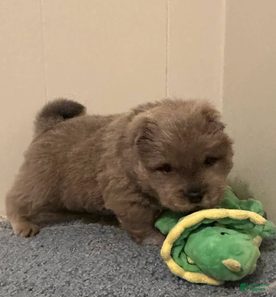 Chow Chow dogs for sale: Tank - Ad 2