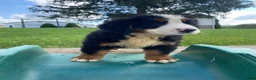 Bernese Mountain Dog dogs for sale: Ranger - Ad 6