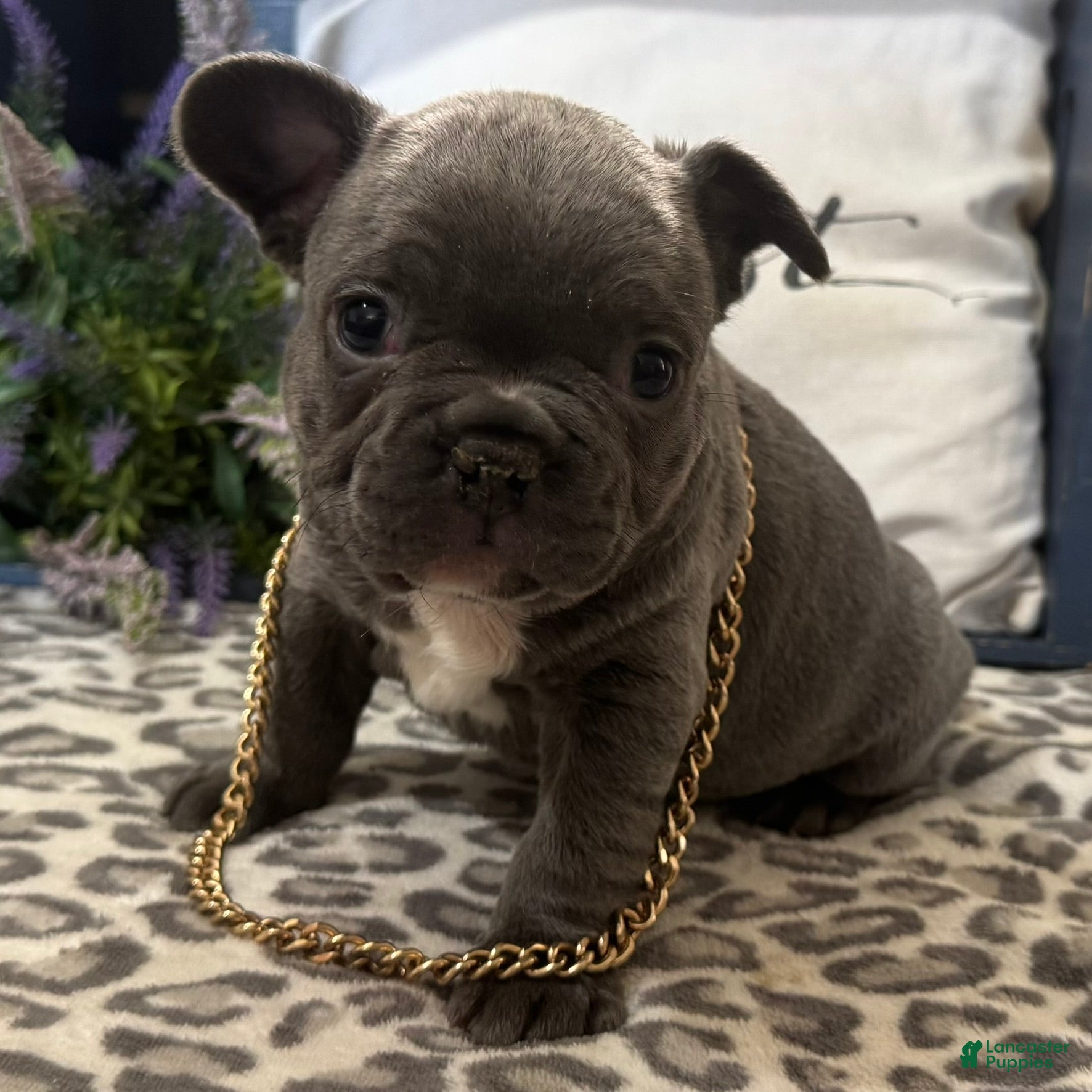 French Bulldog dogs Franky - Ad 1