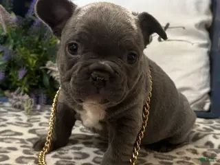 French Bulldog dogs for sale: Franky - Ad 2
