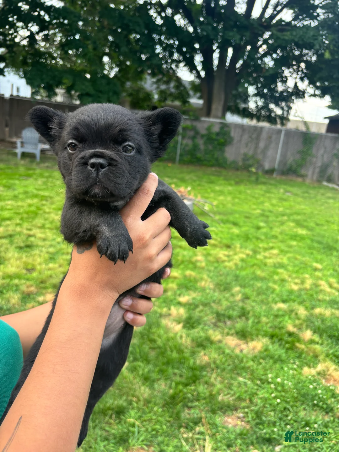 French Bulldog dogs for sale: Fluffy French bulldog - Ad 2