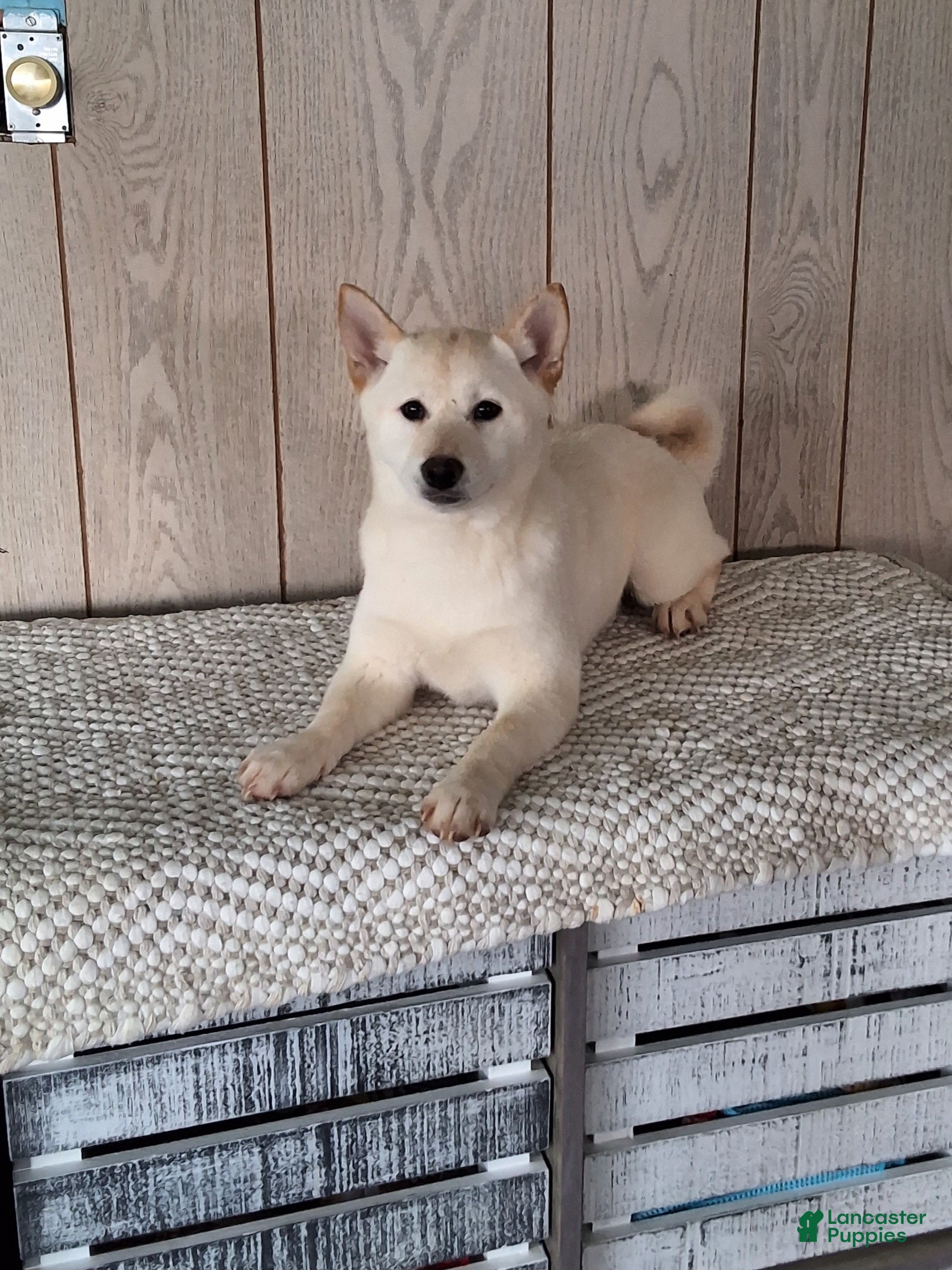 Shiba Inu dogs Tasha  - Ad 1