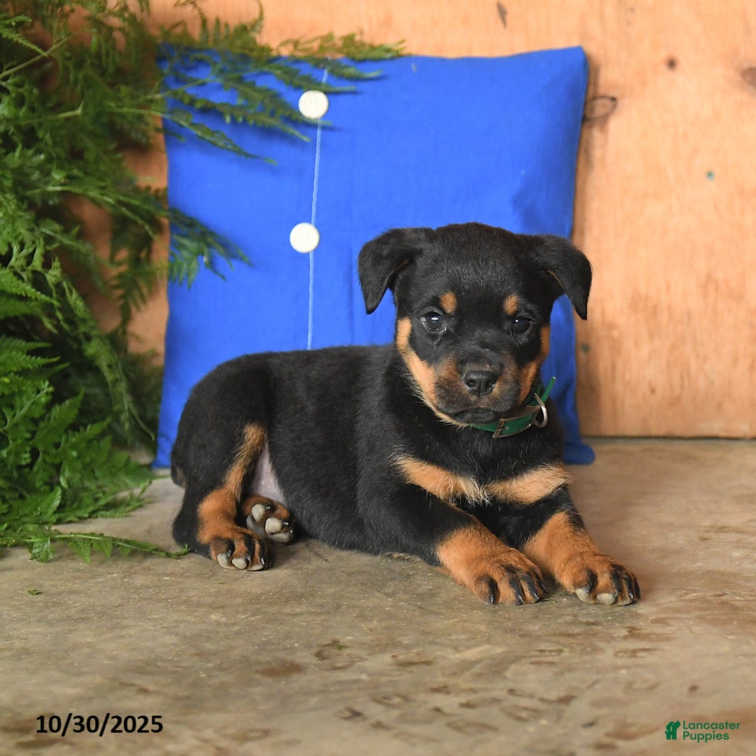 Annie for sale in Holtwood Lancaster Puppies