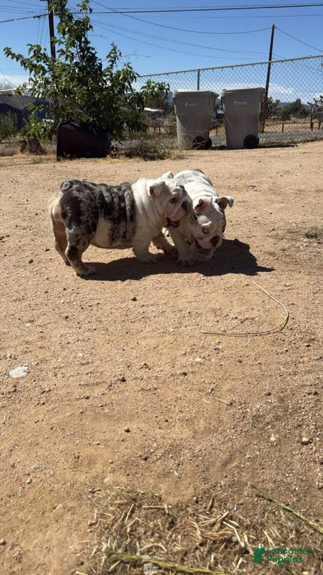 English Bulldog dogs for sale: English Bulldog Puppy 1 - Ad 2