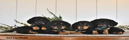 Miniature Dachshund dogs for sale: Frankie  - Ad 5
