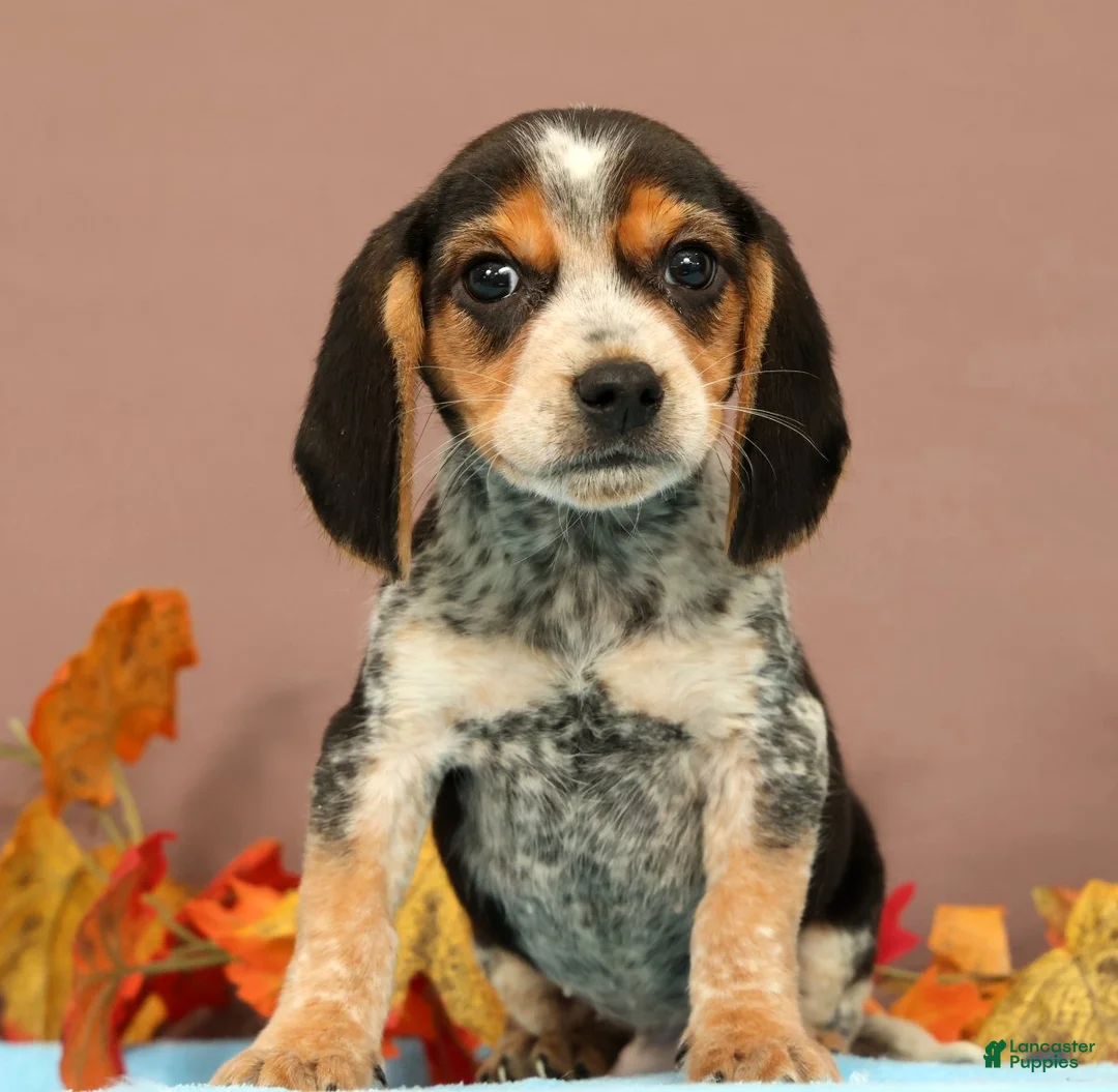 Beagle dogs for sale: Dash - Ad 1
