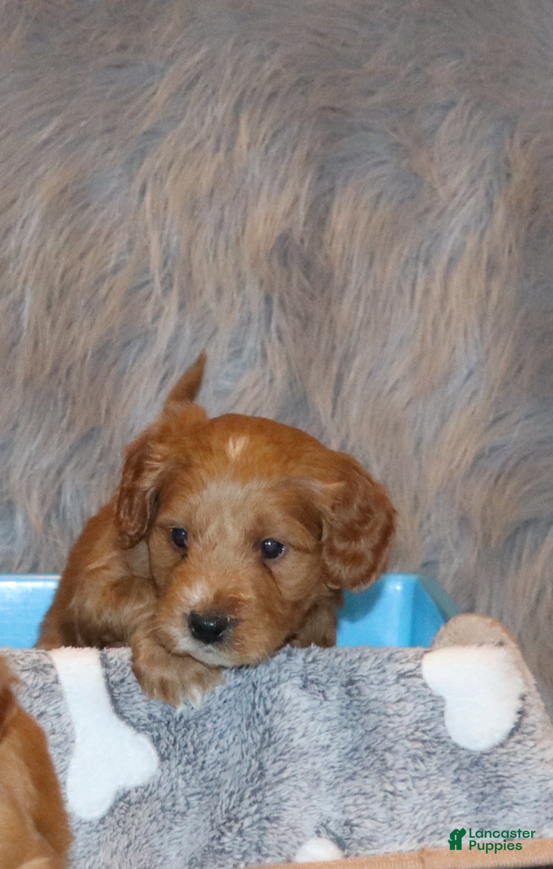 Mini Goldendoodle dogs Wyatt 💙 Genetic Clear Parents - Ad 12