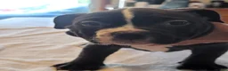 American Bully dogs for sale: American Bully 6 - Ad 4