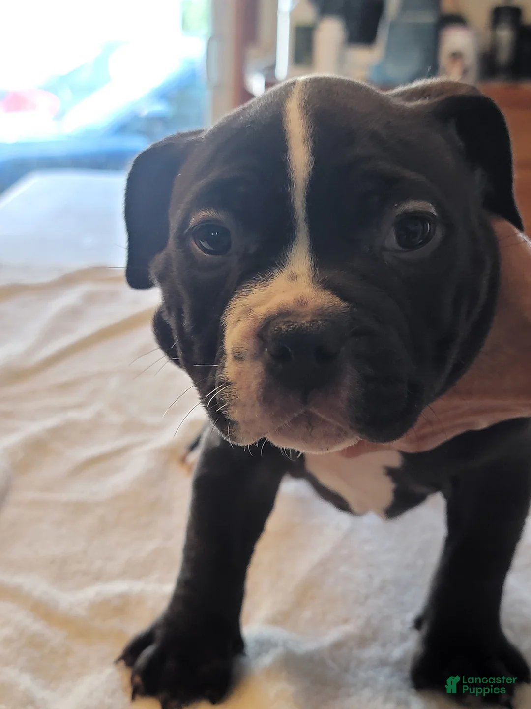American Bully dogs for sale: American Bully 6 - Ad 4