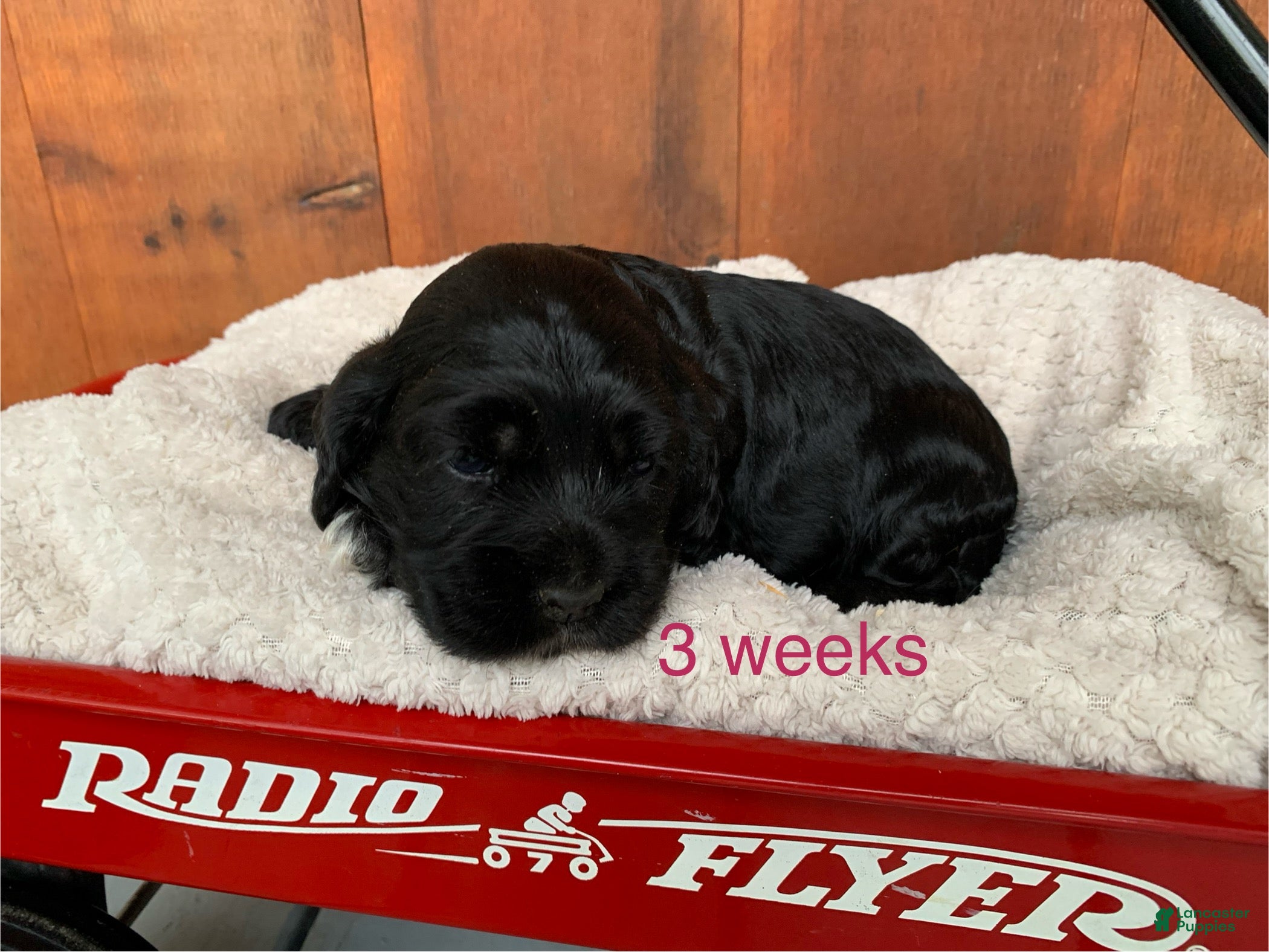 Cocker Spaniel dogs Ivy - Ad 1