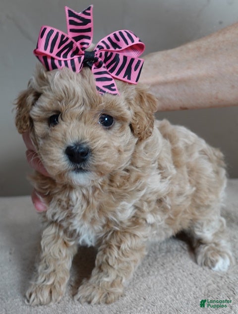 Toy Poodle dogs Ellie shimmering champagne - Ad 14