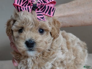 Toy Poodle dogs Ellie shimmering champagne - Ad 40