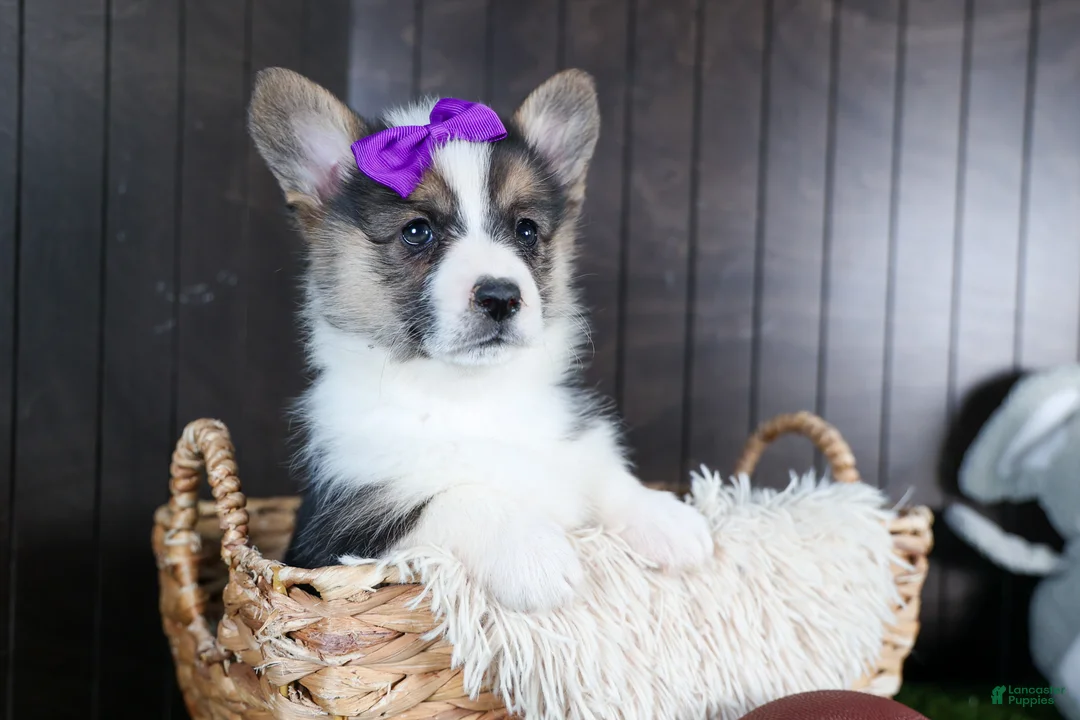 Welsh Corgi Pembroke dogs for sale: Ramona - Ad 1