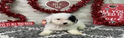 Miniature Poodle dogs for sale: Layna - Ad 2