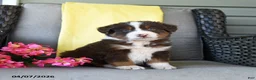 Australian Shepherd dogs for sale: Ranger - Ad 3