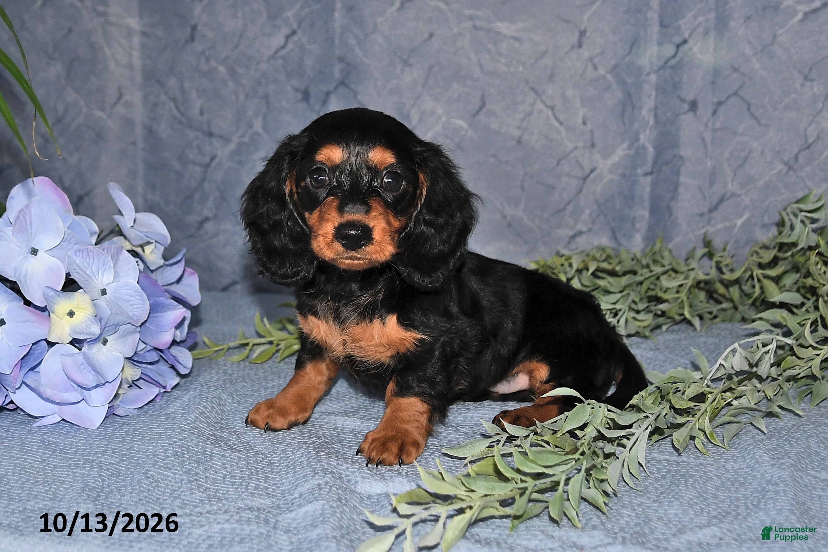 Miniature Dachshund dogs Scarlet - Ad 2