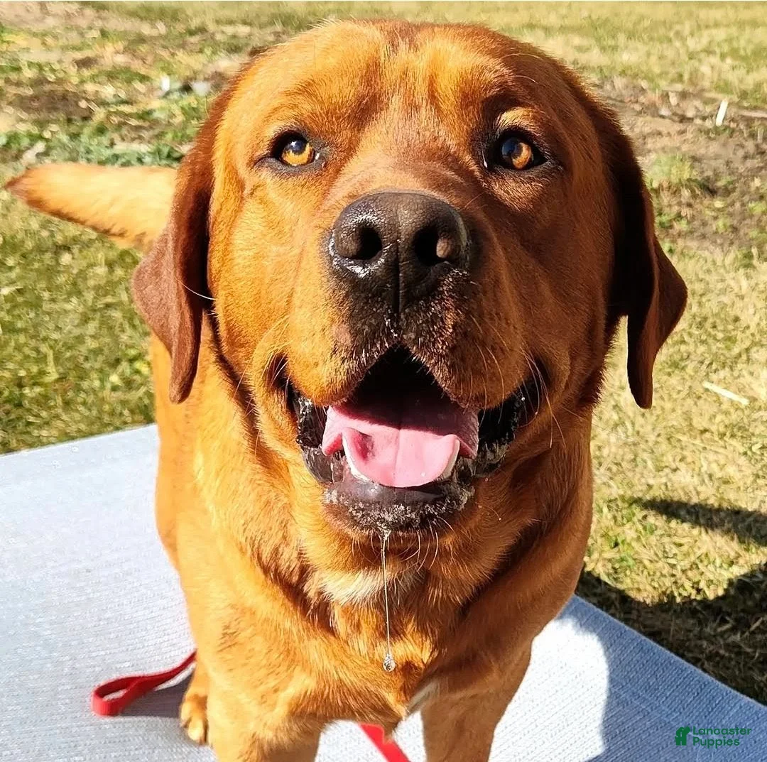 Labrador Retriever dogs for sale: Labrador Retriever Puppy 1 - Ad 2