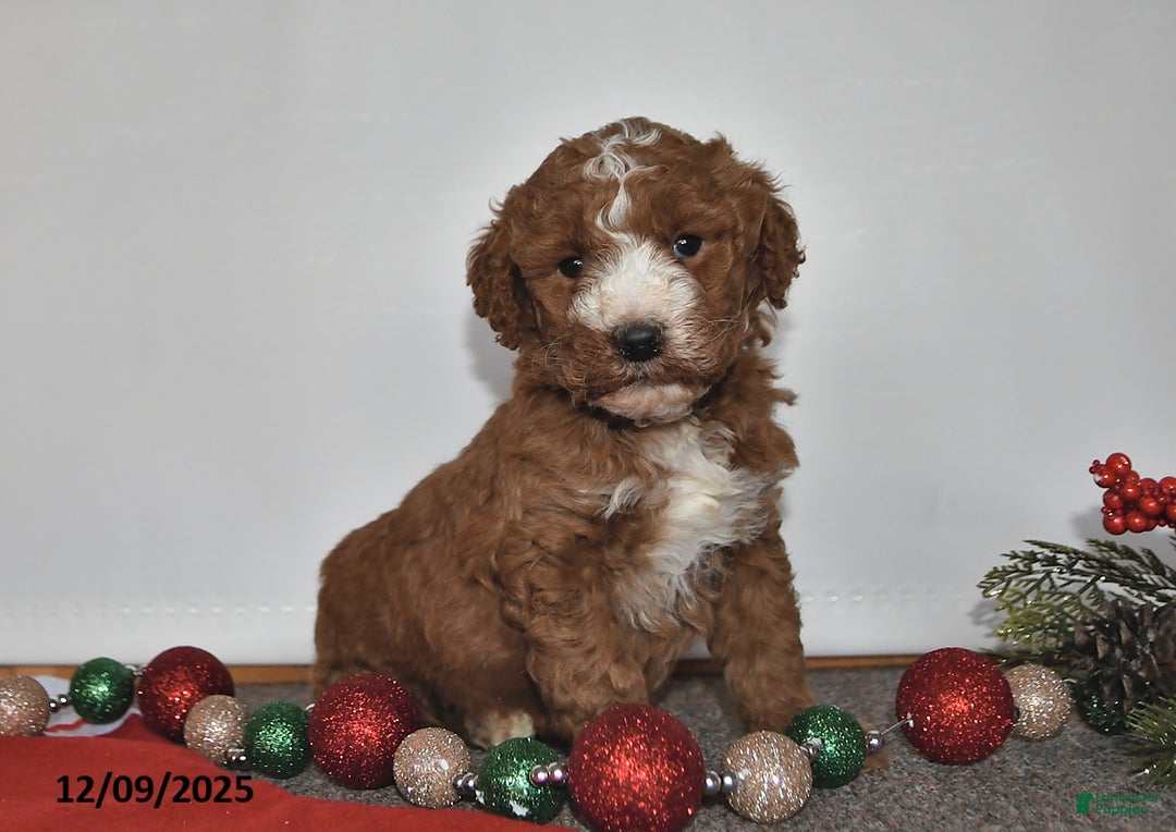 Mini Goldendoodle dogs for sale: Joy - Ad 4