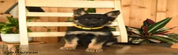 German Shepherd dogs for sale: Jeanie - Ad 3