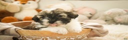 Havanese dogs for sale:  Snickerdoodle - Ad 7