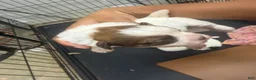 Mixed Breed dogs for sale: Princess - Ad 1