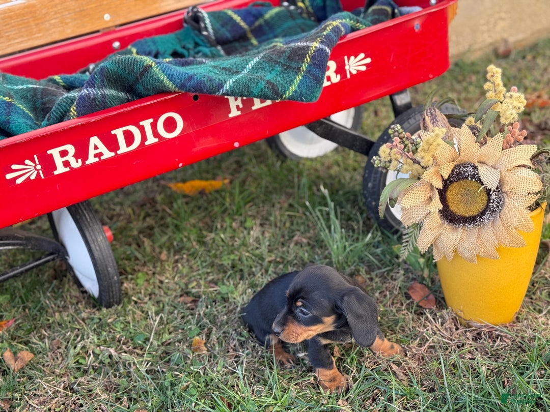Miniature Dachshund dogs for sale: Clara - Ad 10