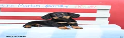 Miniature Dachshund dogs for sale: Amber - Ad 1