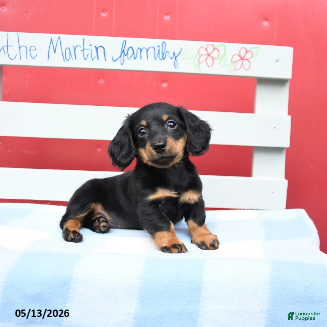 Miniature Dachshund dogs for sale: Amber - Ad 1