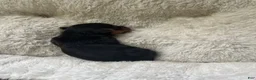 Yorkshire Terrier dogs for sale: Yorkshire Terrier Male Puppy - Ad 9