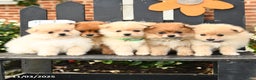 Pomeranian dogs for sale: Miles - Ad 3