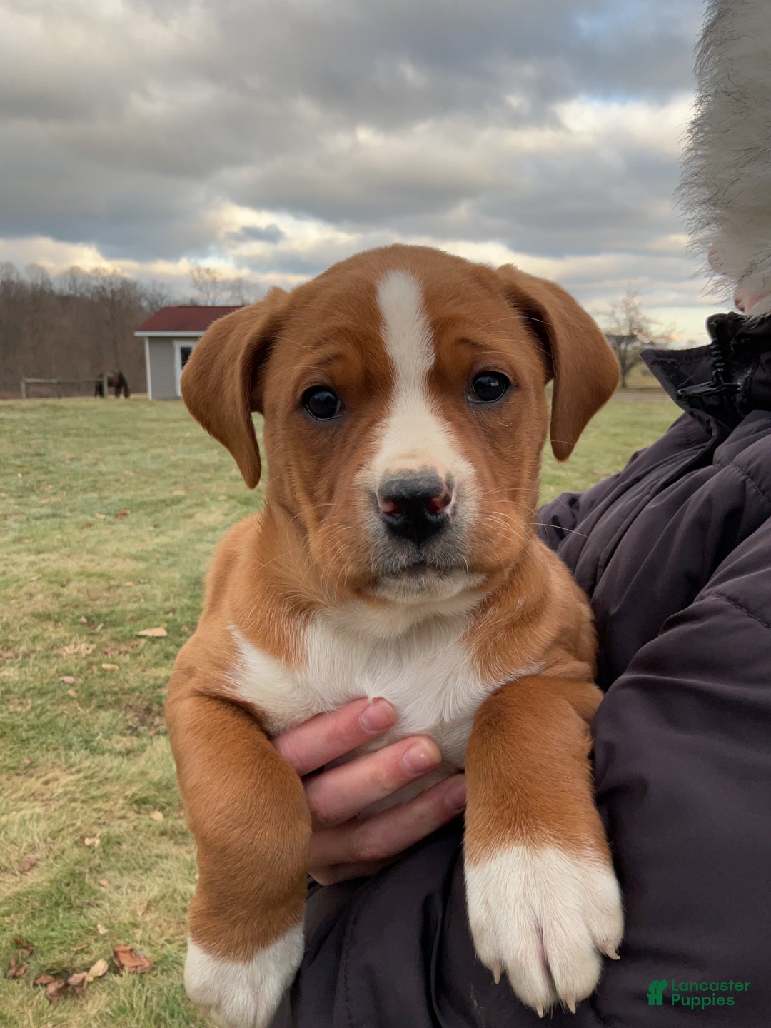 Mixed Breed dogs for sale: Hazel - Ad 4