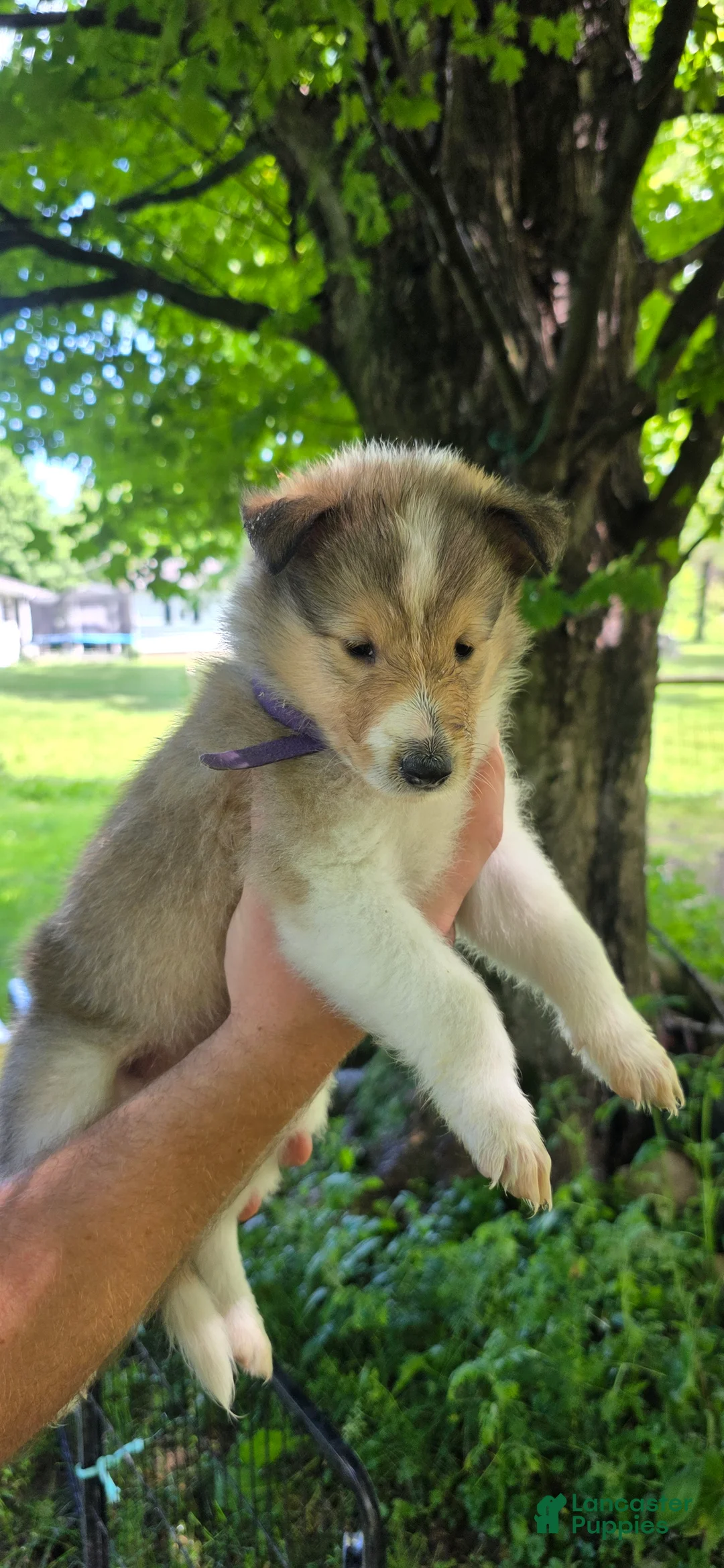 Collie dogs for sale: Collie Puppy 8 - Ad 1