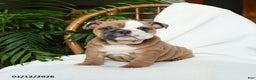 English Bulldog dogs for sale: Meadow - Ad 1