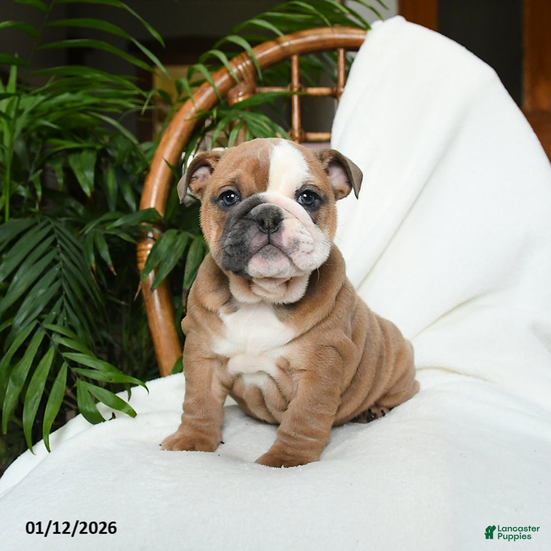 English Bulldog dogs for sale: Meadow - Ad 1