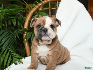 English Bulldog dogs Meadow - Ad 3