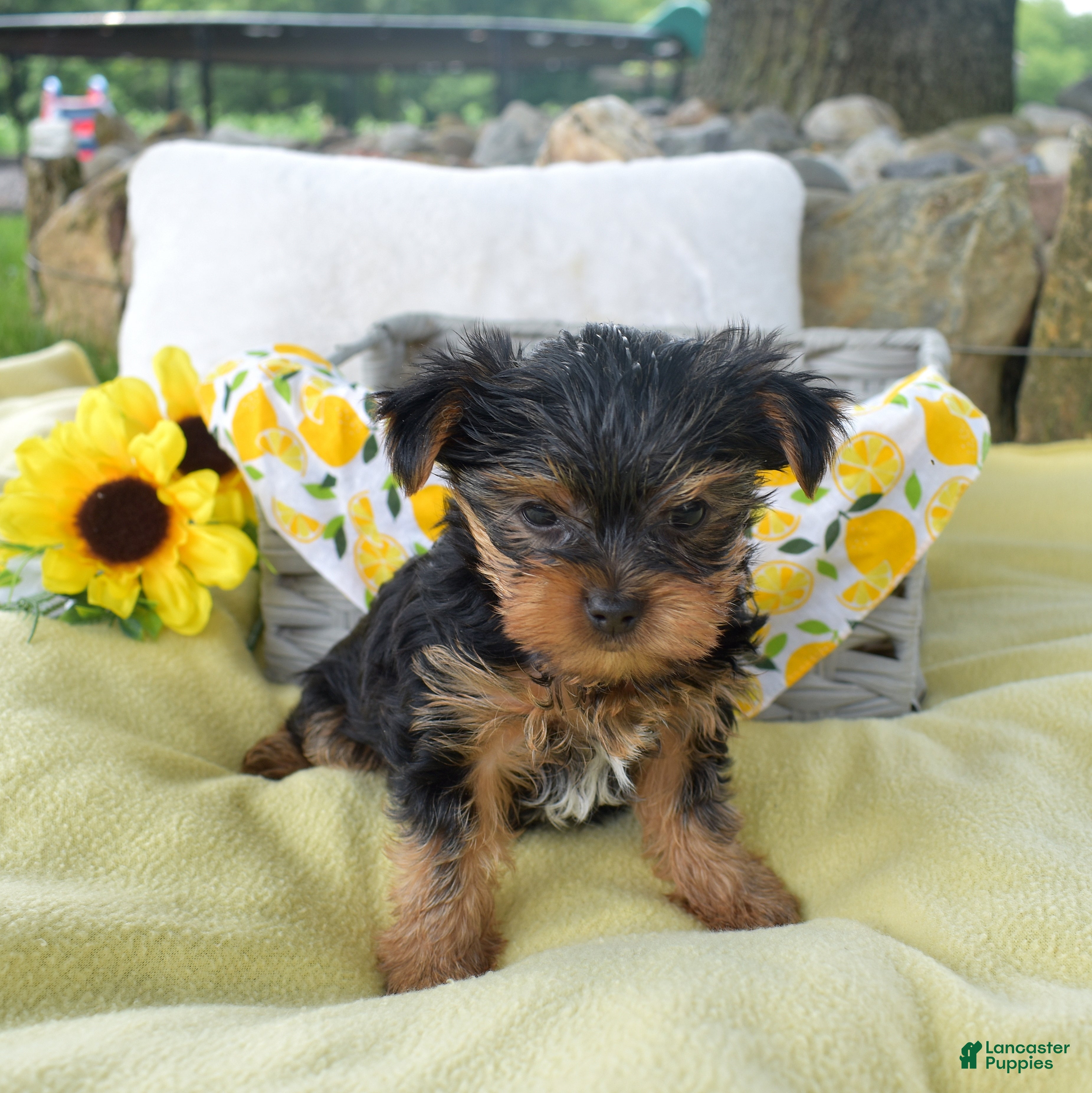 Yorkshire Terrier dogs Cash - Ad 2