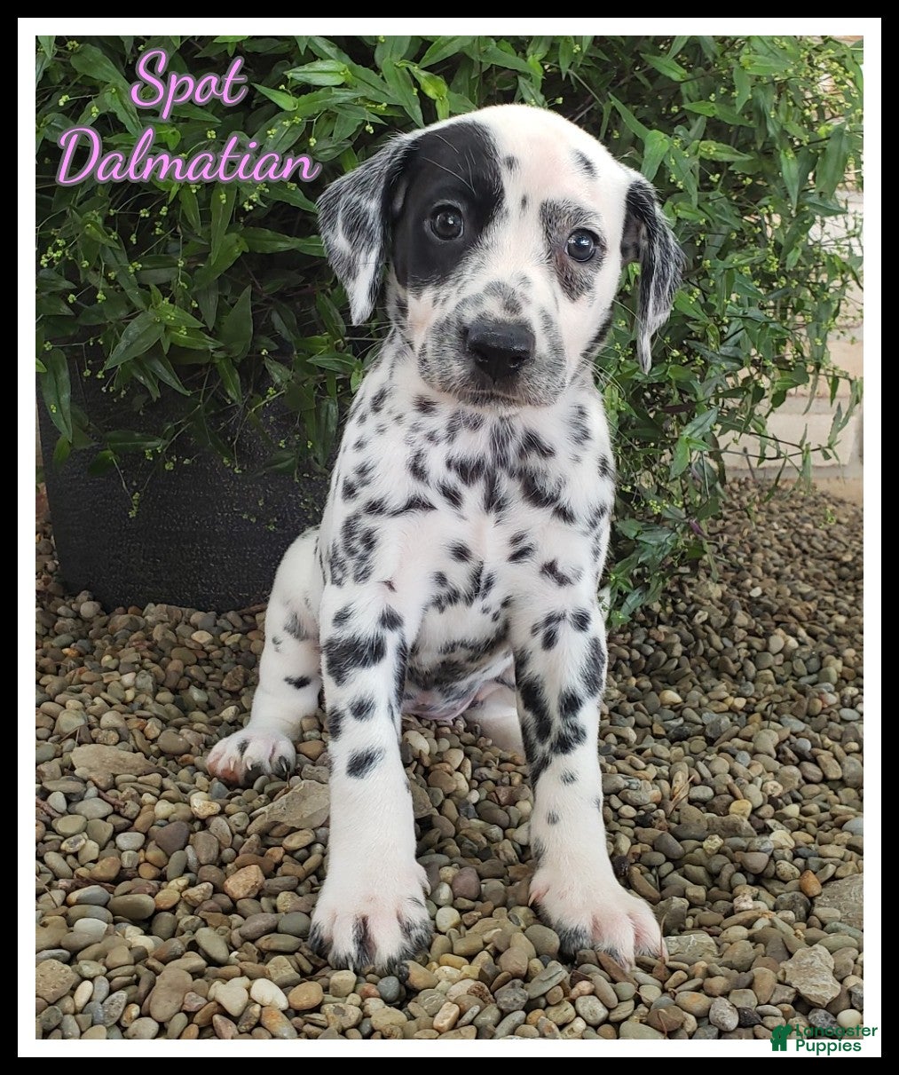 Dalmatian dogs Spot - Ad 1