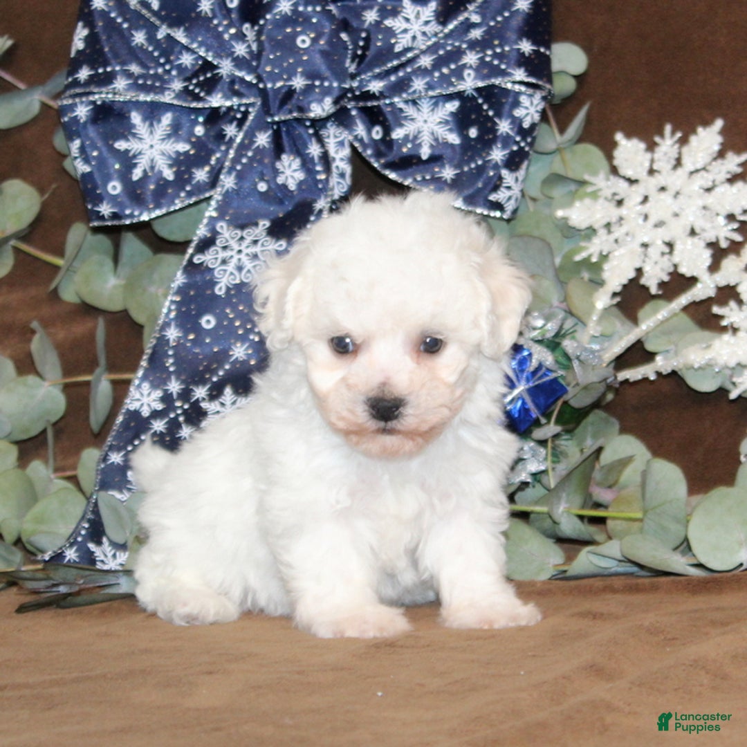 Bichon Frise dogs for sale: Twinkles - Ad 1