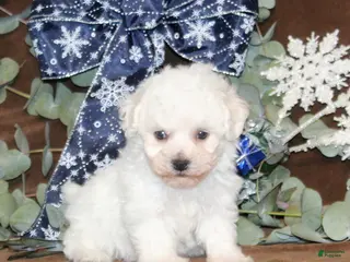 Bichon Frise dogs Twinkles - Ad 24