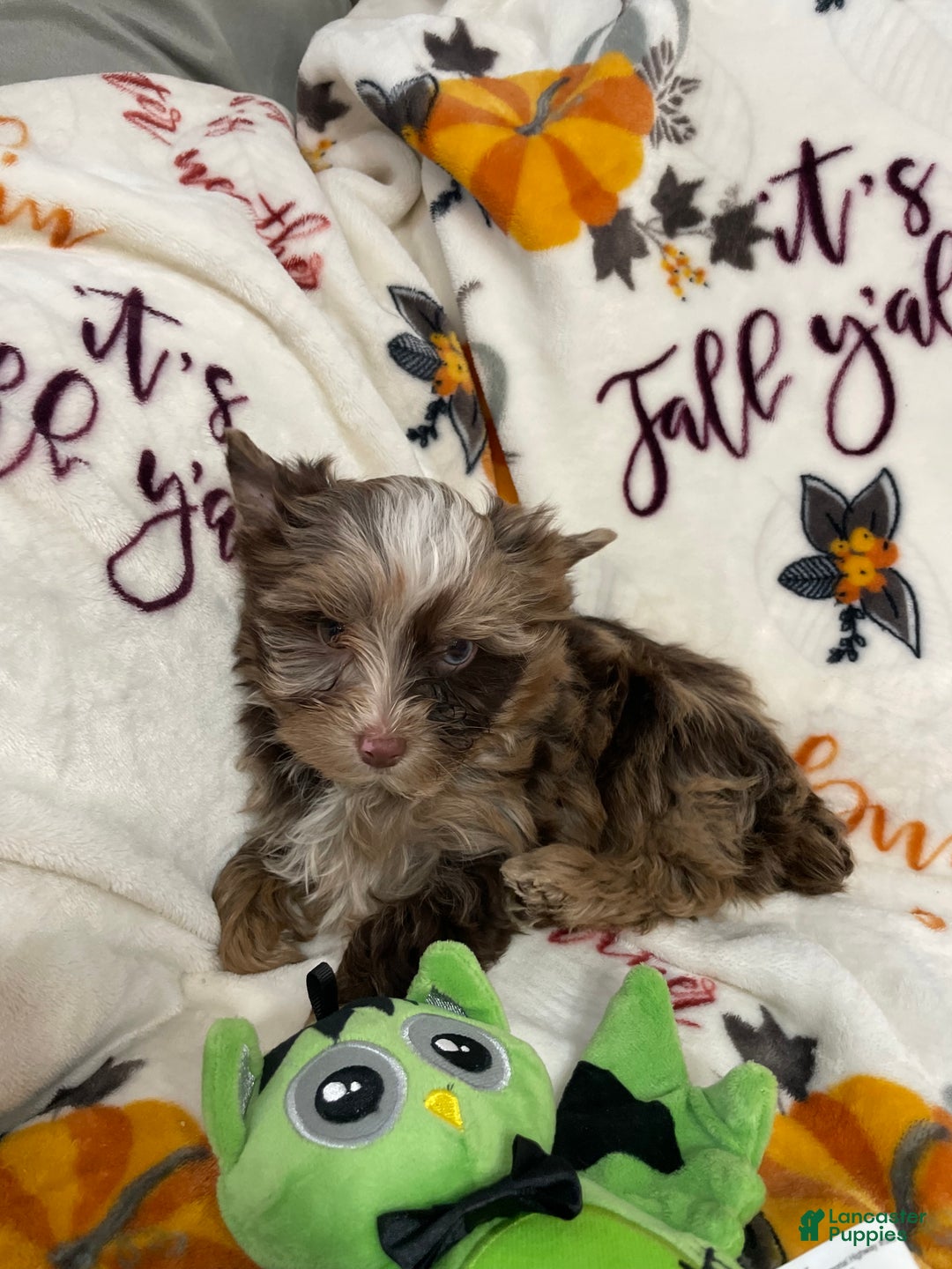 Yorkshire Terrier dogs for sale: Choc Merle Tommy  - Ad 8